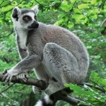 Zvířata – Trénink zvířat v Zoo Praha Pražská zoo rozvíjí program zajímavý pro návštěvníky i chovaná zvířata