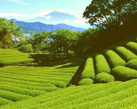 Čaj – Orient může být i u vás doma – i čajovna