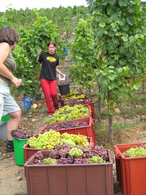 Vinobraní v botanické zahradě – burčáková transfuze v Troji 12. – 13.9. 2009