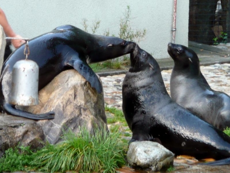 Rok lachtanů v Zoologické zahradě v Praze, „ potomci Gastona v novém pokojíčku“