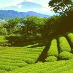 Čaj – Orient může být i u vás doma – i čajovna