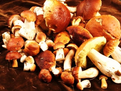 Náš Tip na dovolenou, Velhartice – podzimní Šumava – houby, kola, turistika