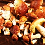 Náš Tip na dovolenou, Velhartice – podzimní Šumava – houby, kola, turistika